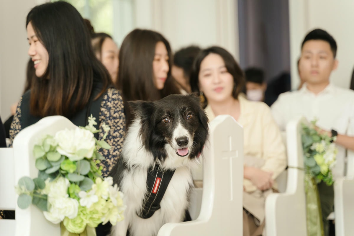 ｜婚禮｜寵物友善毛孩小孩一起來