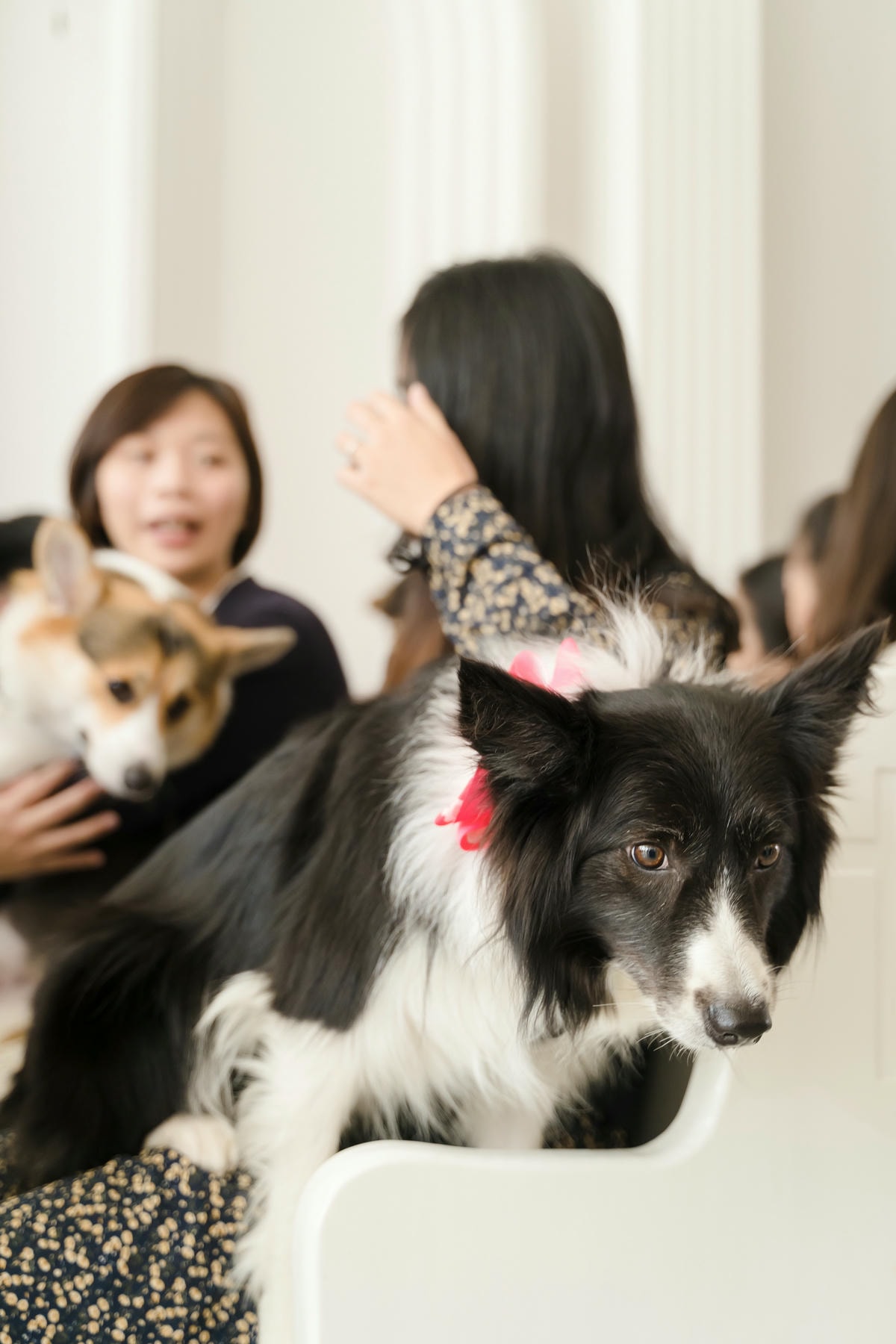 ｜婚禮｜寵物友善毛孩小孩一起來