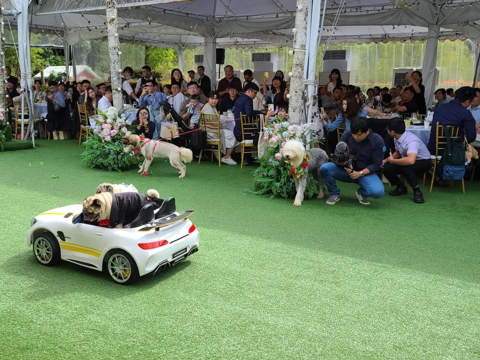 ｜婚禮｜寵物友善毛孩小孩一起來